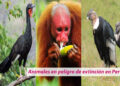 Animales en peligro de extinción en Perú
