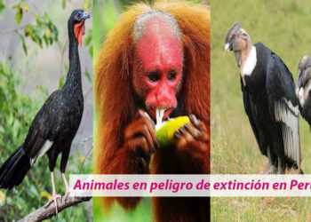 Animales en peligro de extinción en Perú