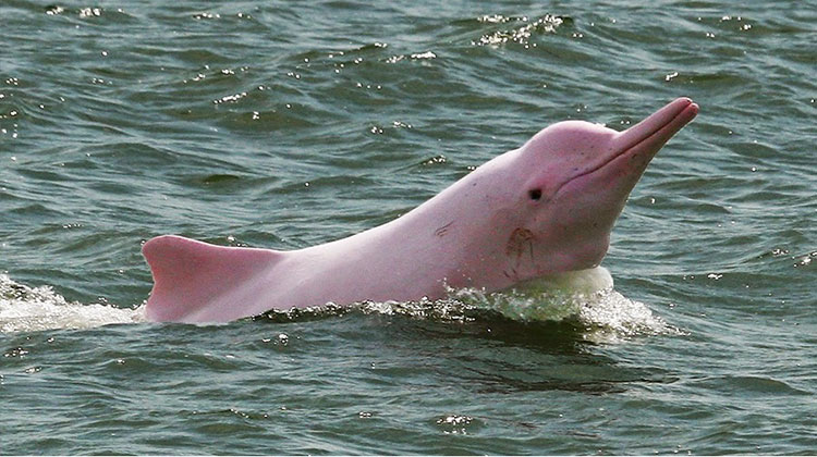 Delfín rosado del Amazonas