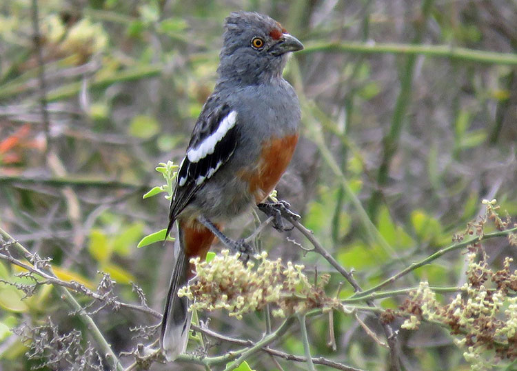 Pájaro cortador de ramas peruano