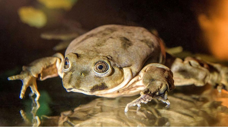 Rana gigante del Titicaca