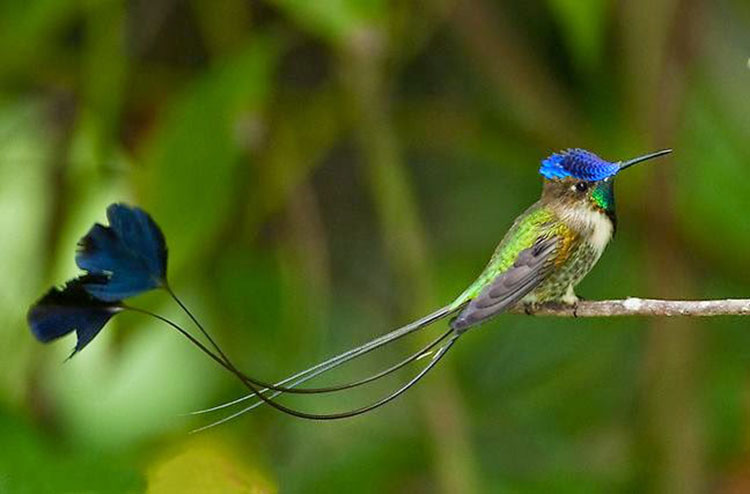 colibrí