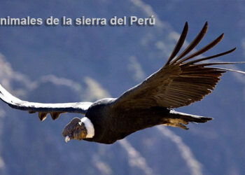 Animales de la sierra