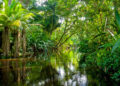 Lugares turísticos de la selva