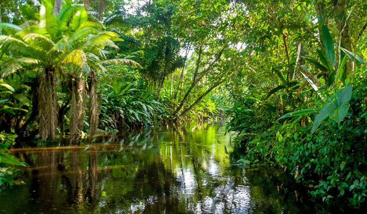 Lugares turísticos de la selva