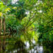Lugares turísticos de la selva