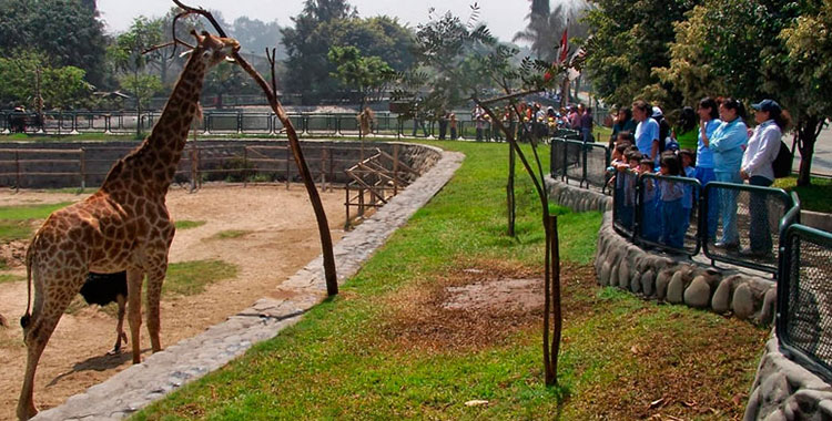 Parque zoológico de huachipa