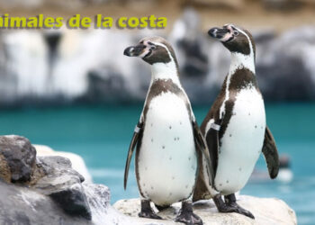 animales de la costa peruana