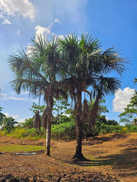 arbol del aguaje