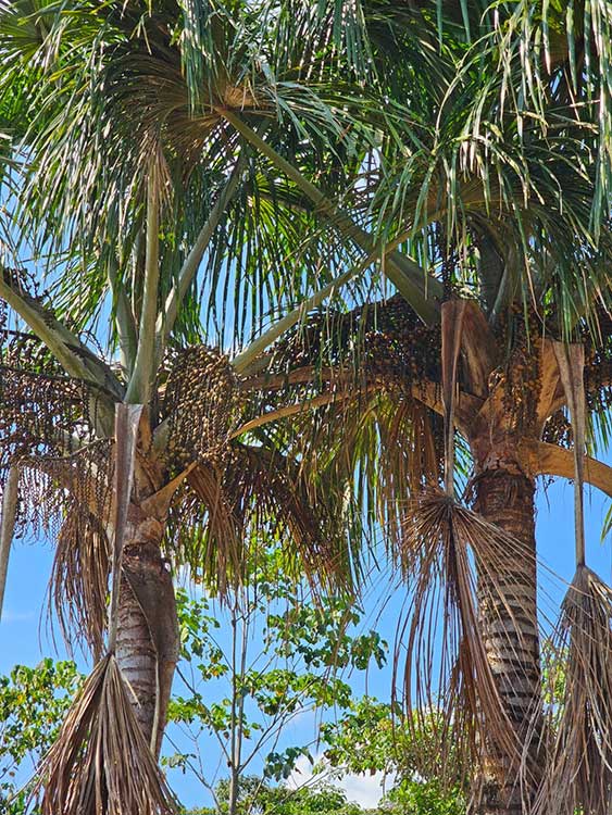 arboles del aguaje