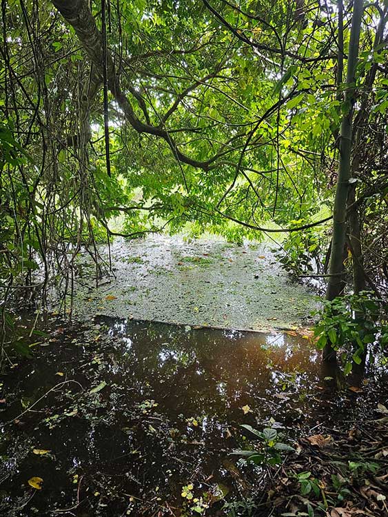 Tahuampa del lago chambira